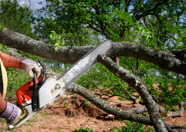 How Our Tree Care Process Works  in  Offutt Af, NE